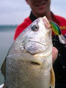 Six Reasons to Fish for Freshwater Drum .